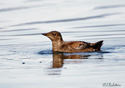 Brachyramphus marmoratus